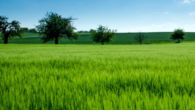 Un campo d'erba e alberi &copy; Pexels