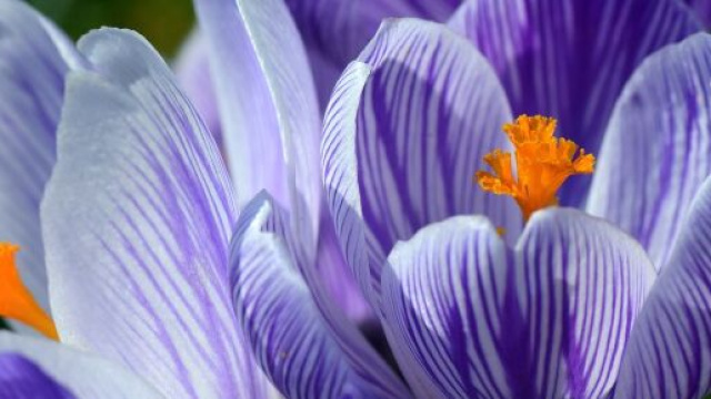 Dei fiori di zafferanno (&copy; Pixabay).