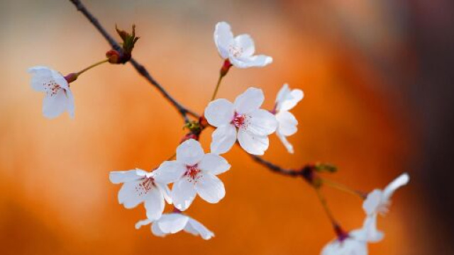 Fiori di pesco annunciano la primavera - &copy; - Pixabay.