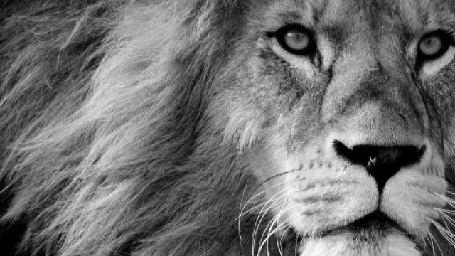 Un leone in bianco e nero &copy; Pixabay