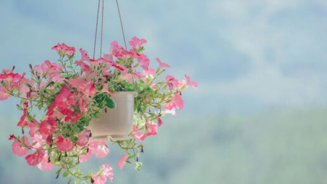 Un vaso di fiori &copy; Immagine di Pexels.