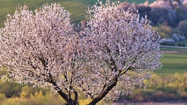 Un albero fiorito a forma di cuore &copy; Pixabay.