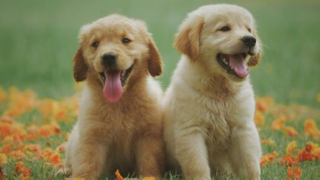 Due cani su un prato &copy; Immagine Pexels