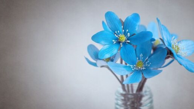 Dei fiori colorati (&copy;pixabay.com)