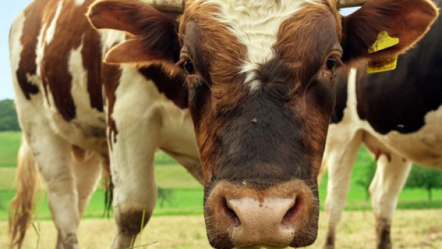 Un toro si avvicina alla fotocamera &copy; Pixabay