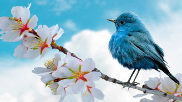 Uccellino azzurro su un ramo di pesco in fiore - &copy; Pixabay.