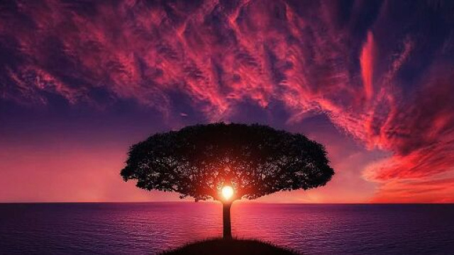 Un albero e un tramonto (&copy;pixabay)