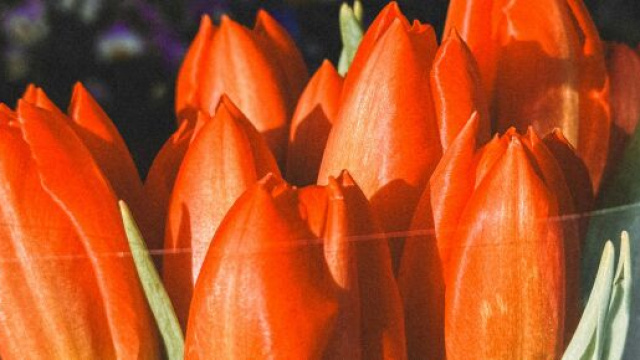 Oroscopo 26 marzo 2025 &copy; Immagine di Pexels