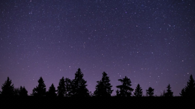 Alberi in ombra sotto a un cielo stellato &copy; pixabay