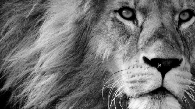 Un leone in bianco e nero &copy; Pixabay