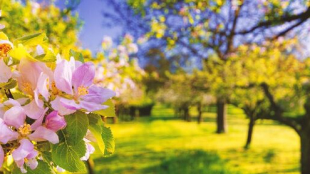 Un campo di alberi e fiori (&copy; Pixabay).