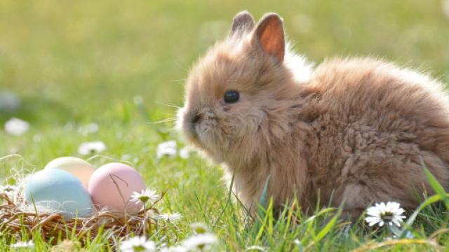 Coniglietto con uova pasquali per l'oroscopo di Pasqua - &copy; Pixabay.