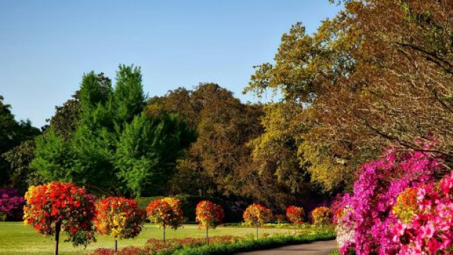 Un viale di alberi e fiori (&copy;pixabay.com).