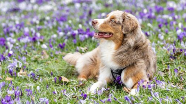 Cane immerso nel prato di fiori viola &copy; Pixabay.