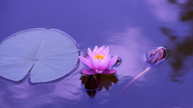 Ninfee con fiore di loto - &copy; Pixabay