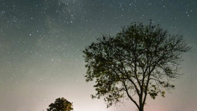 Cielo stellato con albero al crepuscolo - &copy; Pexels.