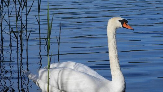 Sorgente lago con cigno bianco &copy; Pixabay