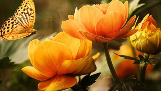 Farfalla e fiori &copy; Immagine di Pixabay.