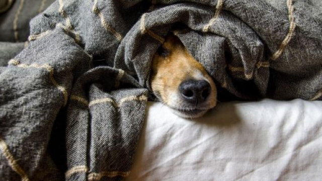 Musetto del cagnolino che spunta sotto le coperte &copy; Pixabay