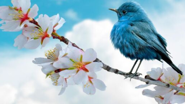 Uccellino azzurro su un rametto di fiori bianchi &copy; Pixabay.