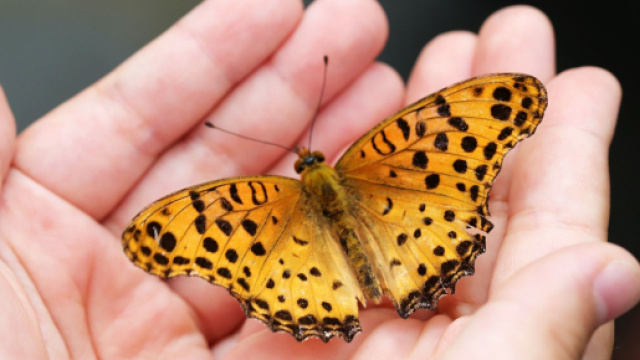 Mani delicate racchiudono una farfalla - &copy; Pixabay