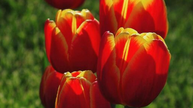 Tulipani rossi con sfumeture gialle - &copy; Pexels