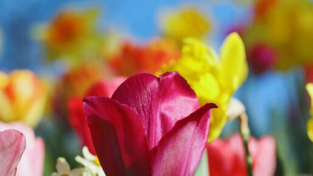 Tulipani di diversi colori- &copy; Pexels