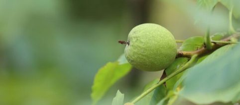 Liquore di noci acerbe, una squisitezza siciliana ottima da bere nelle occasioni speciali