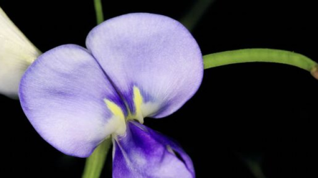 Fiore viola su sfondo nero &copy; Pixabay