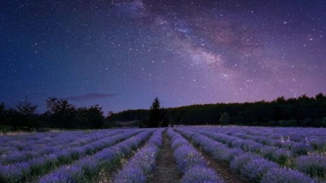 Cielo stellato su un campo di fiori - &copy; Pixabay.