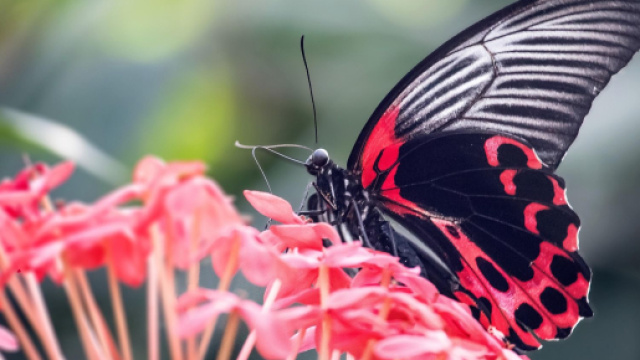 Farfalla su fiori &copy; Immagine di Pixabay