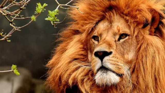 Oroscopo segno del Leone &copy; Pixabay