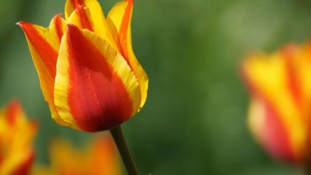 Un tulipano giallo e rosso &copy; Pixabay