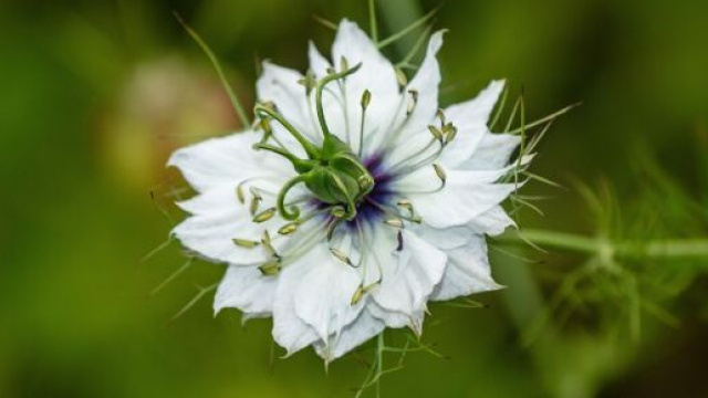 Fiore bianco &copy; Immagine di Pixabay