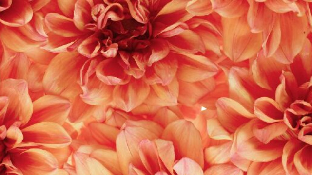 Dalia luminosa in piena fioritura &ndash; &copy; Pixabay.