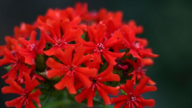 Fiori rossi &copy; Immagine di Pixabay