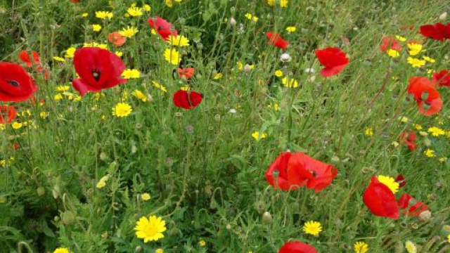 Papaveri con fiori gialli- &copy; Pexels