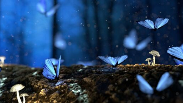 Farfalle blu &copy; Immagine di Pixabay.