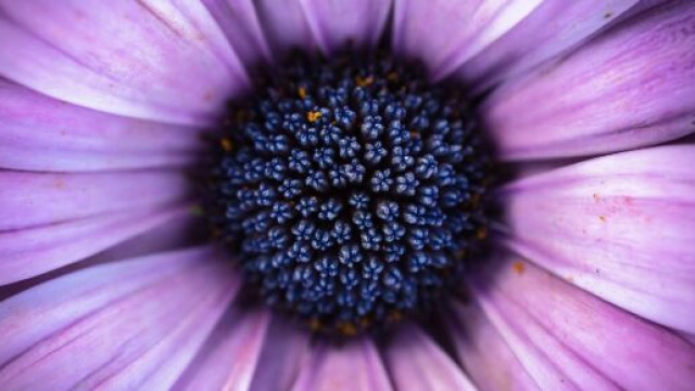 Fiore viola ingrandimento &copy; Immagine di Pixabay.