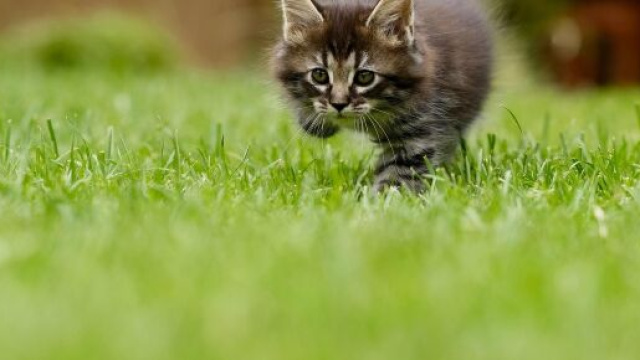 gattino che corre sul prato verde &copy; Pixabay.