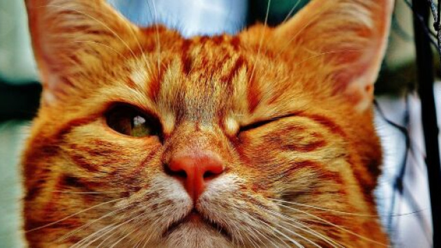 Gatto rosso che fa l'occhiolino &copy; Pixabay