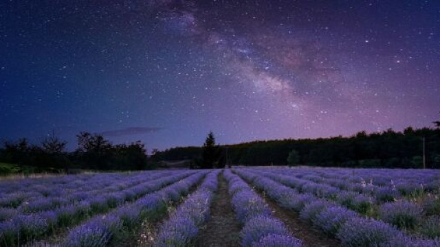 Un cielo stellato sopra a un campo di fiori - &copy; pixabay.com