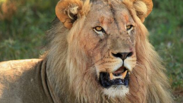 In foto un Leone rilassato &copy; Pixabay.