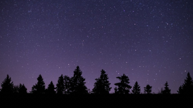 Alberi sotto un cielo di stelle - &copy; pixabay.com