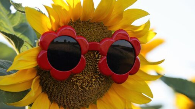 Girasole con occhiali da sole rossi a forma di fiore &copy; Pixabay.