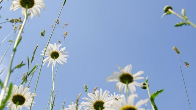 Fiori bianchi e cielo &copy; Pixabay