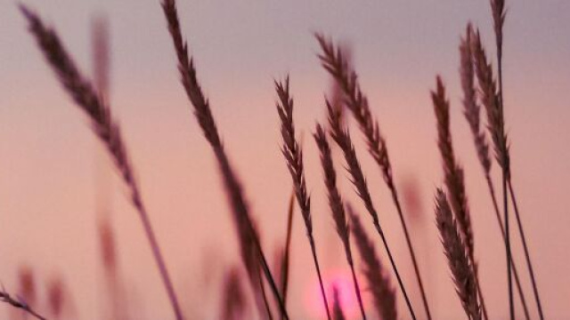 Spighe di grano al tramonto &copy; Pixabay