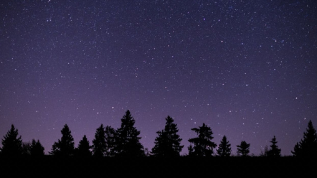 Cielo stellato su un bosco di alberi &copy; Pixabay