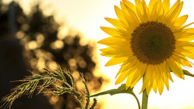 Girasole in primo primo piano- &copy; Pexels