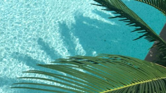 Palme vicino all'acqua &copy; Pexels